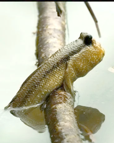 弹涂鱼:水陆两栖的生存高手揭秘