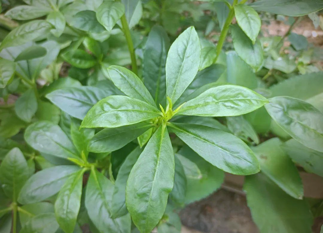 人参菜:老屋旁被遗忘的野菜瑰宝