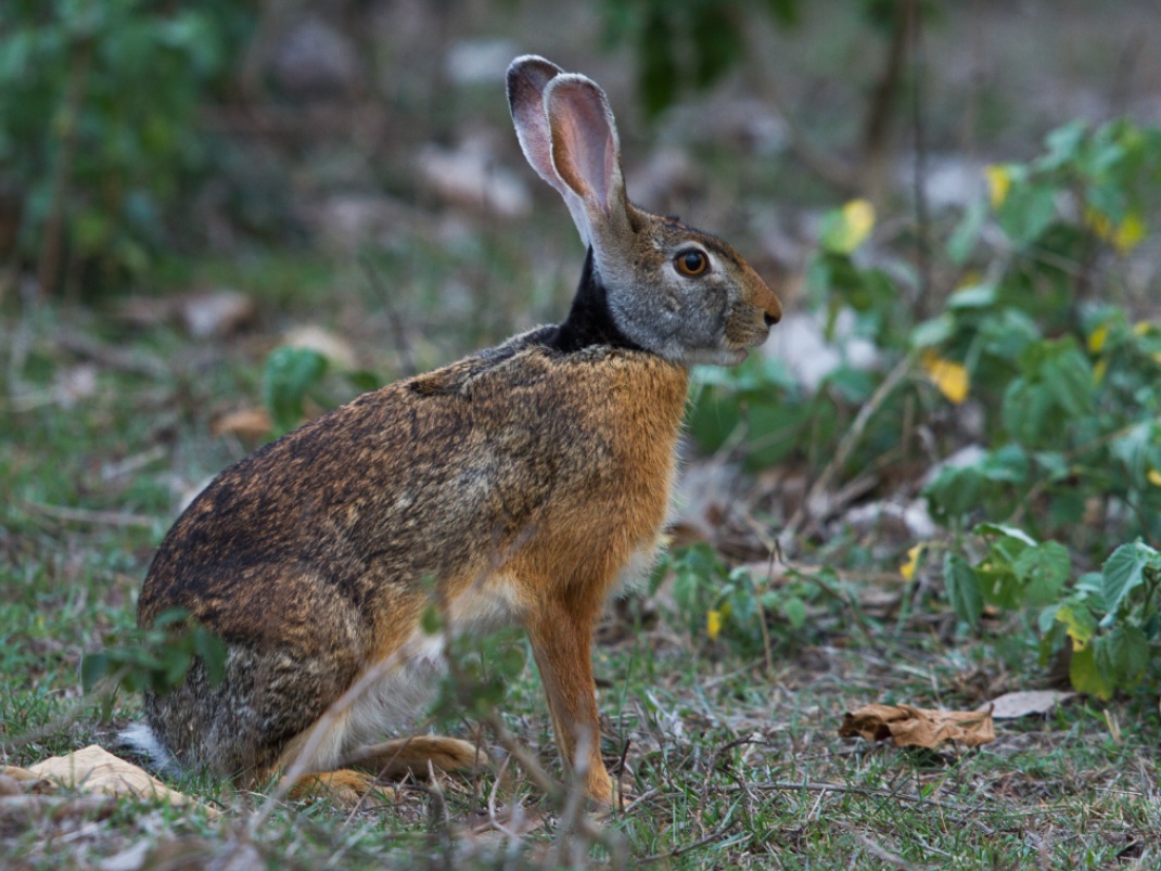 你知道兔兔有多少种吗?一起来数数吧