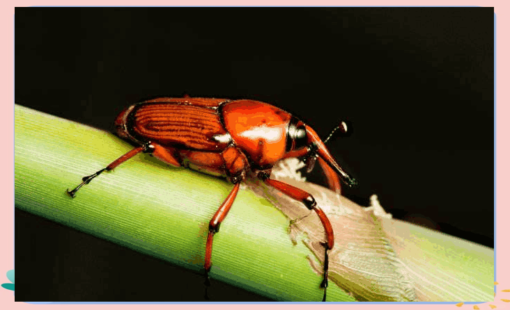 农村竹林中常见的害虫,竹象虫,危害大且数量猛增