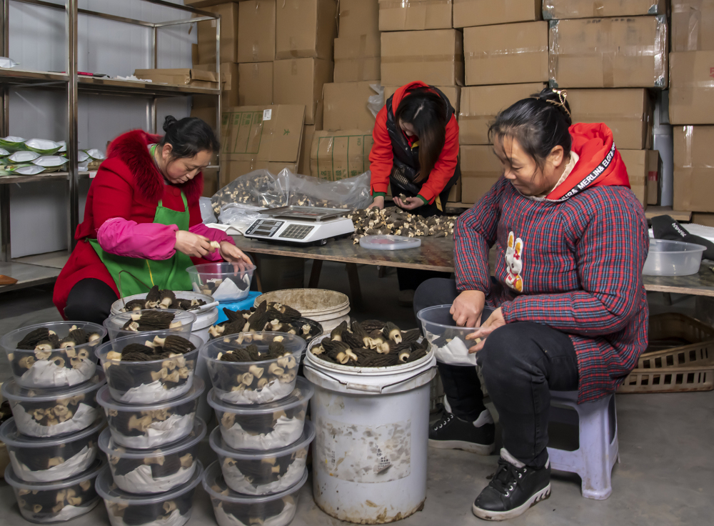 寻找巴渝乡村振兴榜样│涪陵区文观村吴小敏:海归白领返乡当"菌农" 将