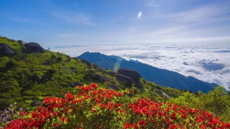 最佳观赏期到了!建宁金铙山杜鹃花海绚烂如诗画