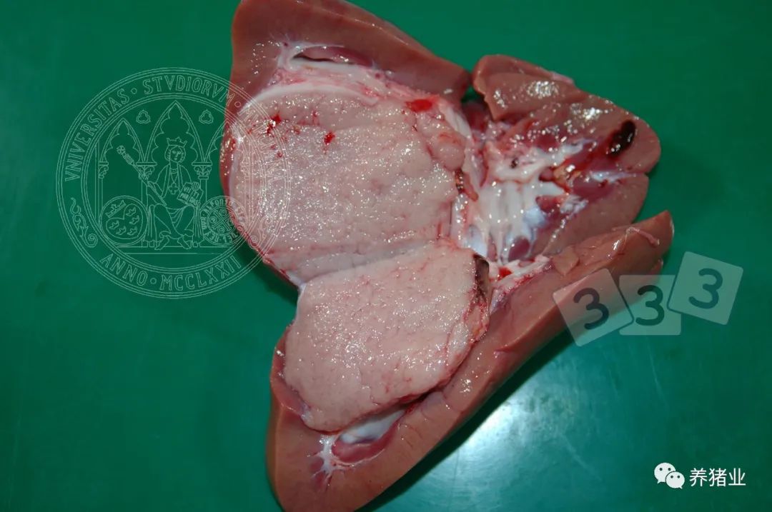 这头猪解剖发现肾脏内有肿大硬块,病变符合以下特征: a:脓肿 b:肿瘤