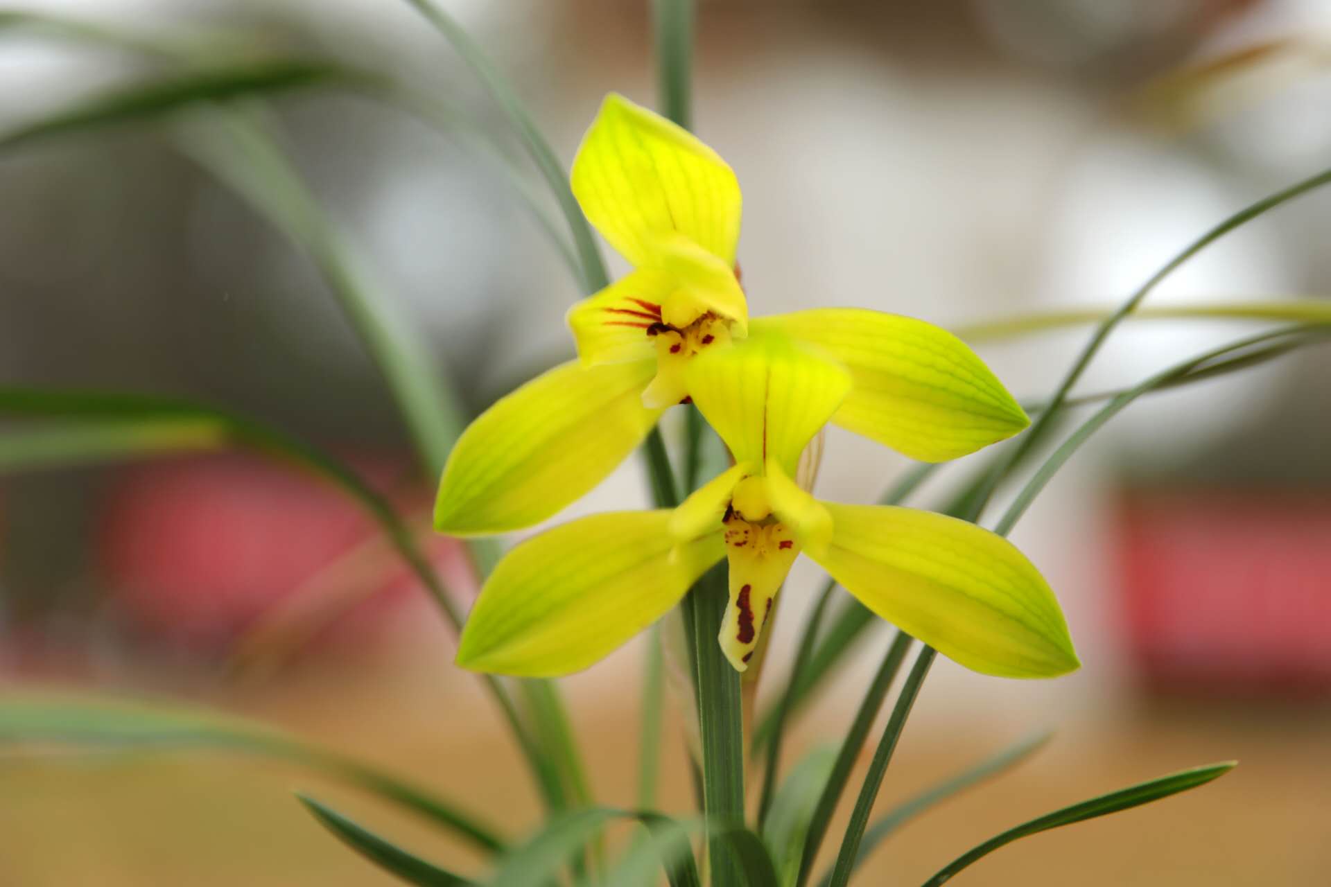 貴州劍河:迎春蘭花展,吐蕊競芳華