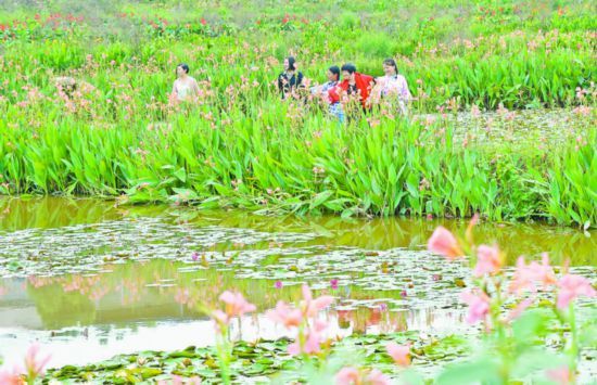 游客在华蓥市"花海人家"赏花观景