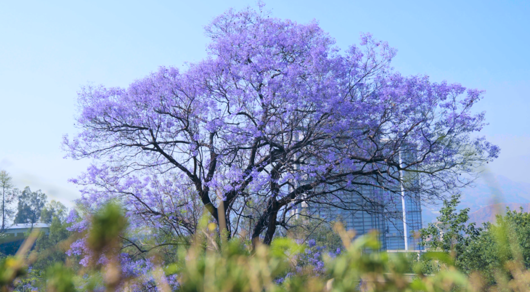 花开天府 安逸四川|攀枝花蓝花楹,唤醒初夏!