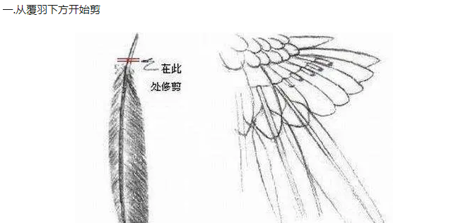 玄凤鹦鹉剪羽示意图图片