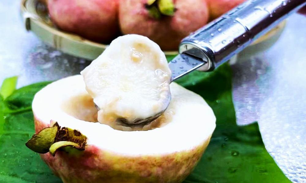 图集|儿时的味道!广州增城:番石榴界的顶流"胭脂红",一口就爱上