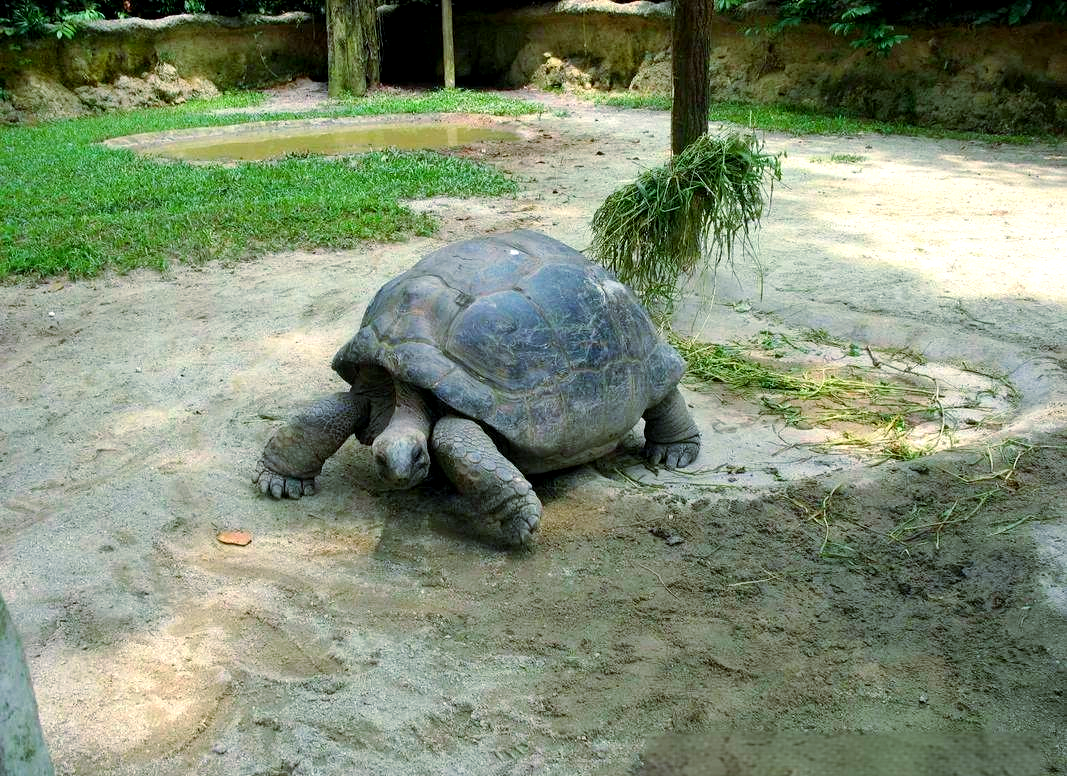 中华文化中的智慧瑰宝