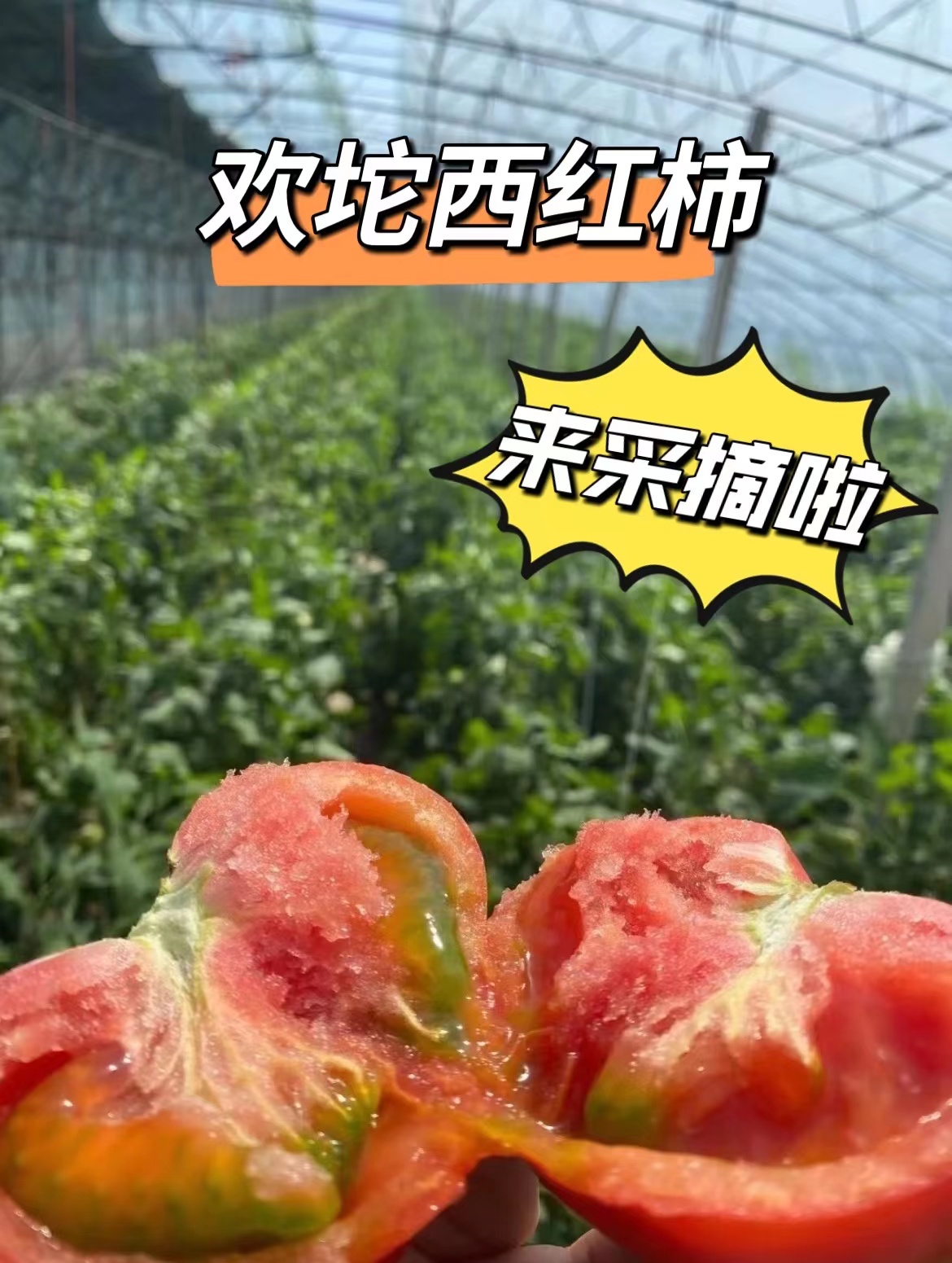 欢坨西红柿可以采摘啦 满口爆汁小时候的味道 天津五月好去处