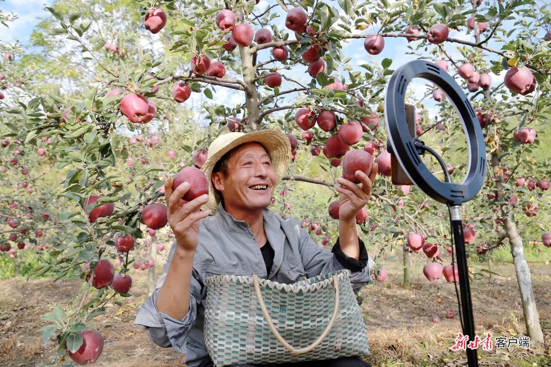 礼县:六旬果农直播带货