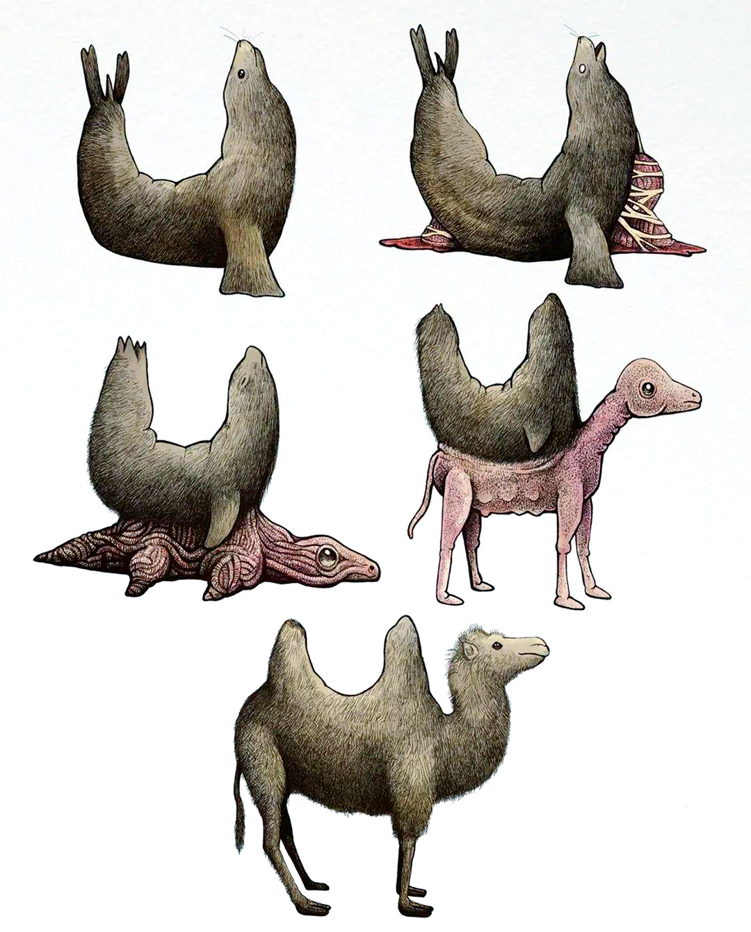 多幅插画揭示动物进化之谜,引发网友热议与达尔文的惊异