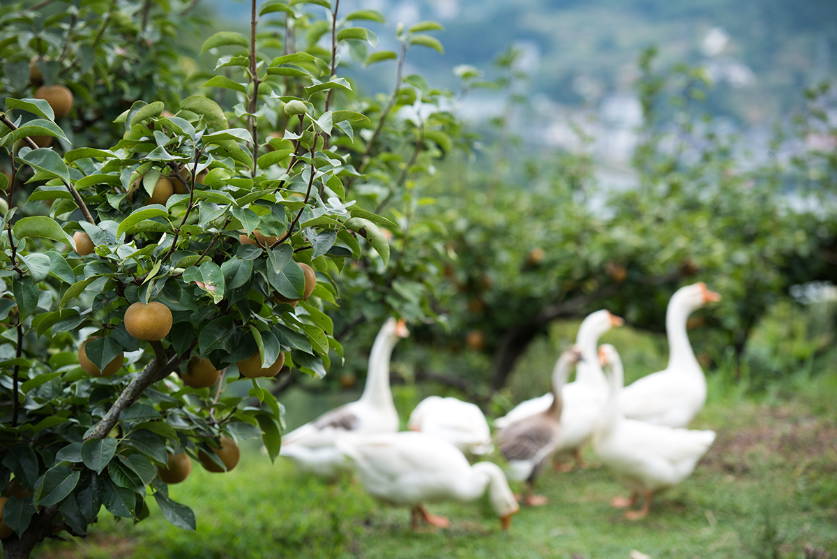 果园- 热门商品专区