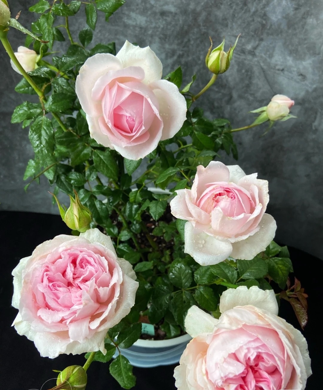 月季花"婚礼盒子",色香俱全,花量超多,耐阴,北阳台亦能养