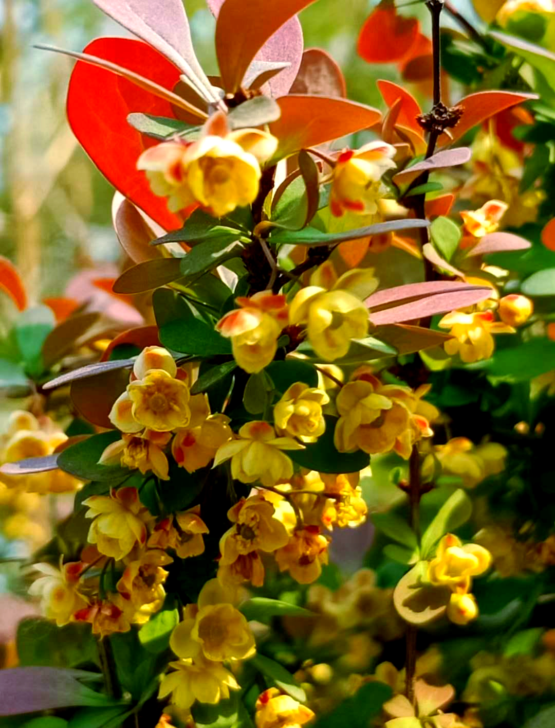 紫叶小檗的花期之谜:为何它的花香如此特别