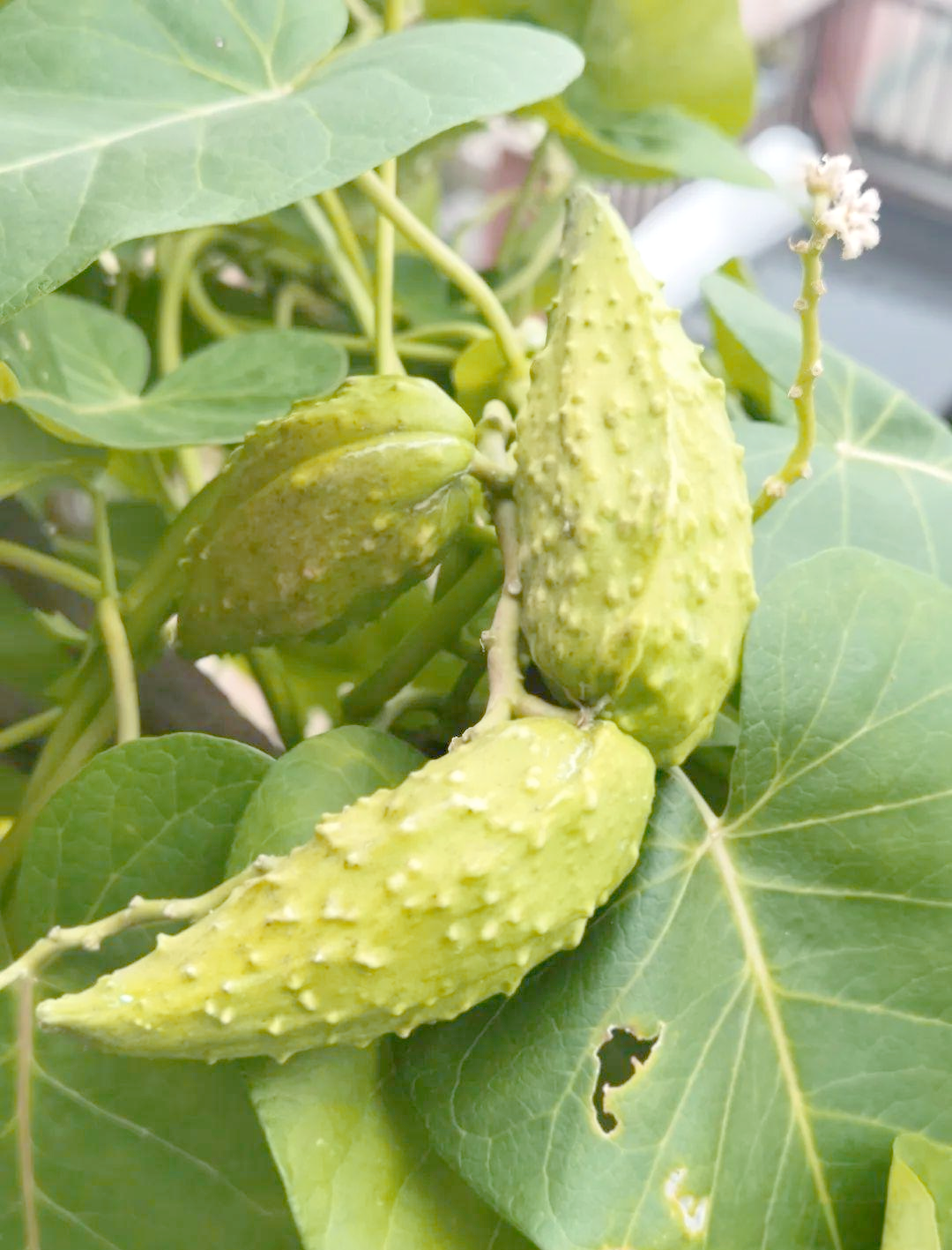 萝藦:一种在农村野地和城市角落生长的植物