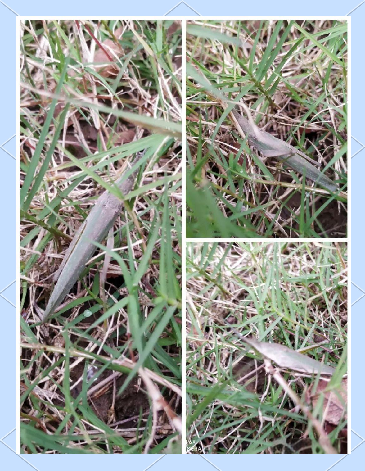 探秘小蚱蜢:从外观到生态习性全面了解