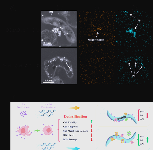 趋磁细菌在铅污染治理中的新突破与应用前景