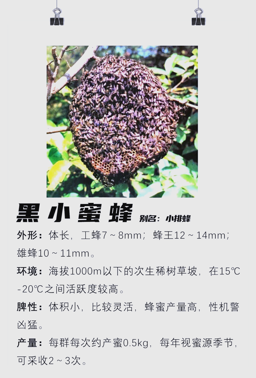 世界多种蜜蜂介绍及分布情况概览