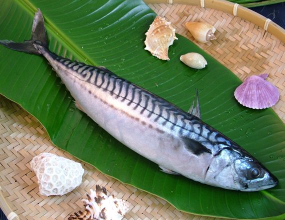 海识 鲭鱼 营养与美食 食品论坛 Powered By Discuz