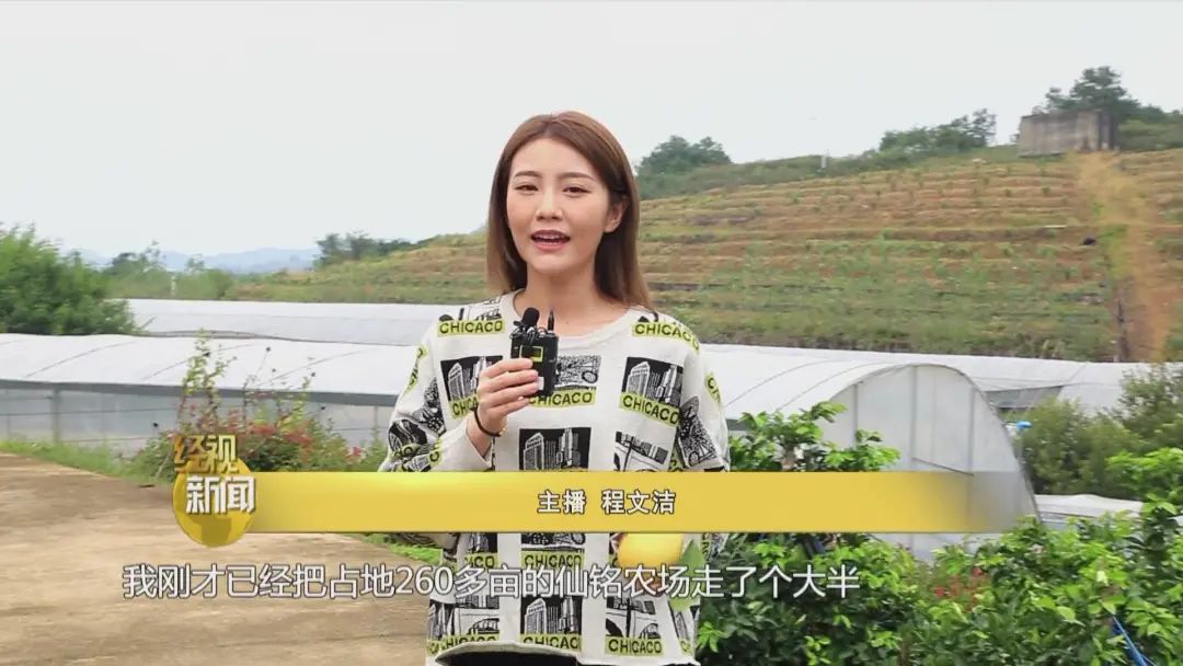 衢州经视丨丰收季 主播行 本地柠檬喜迎丰收 酸爽来袭!