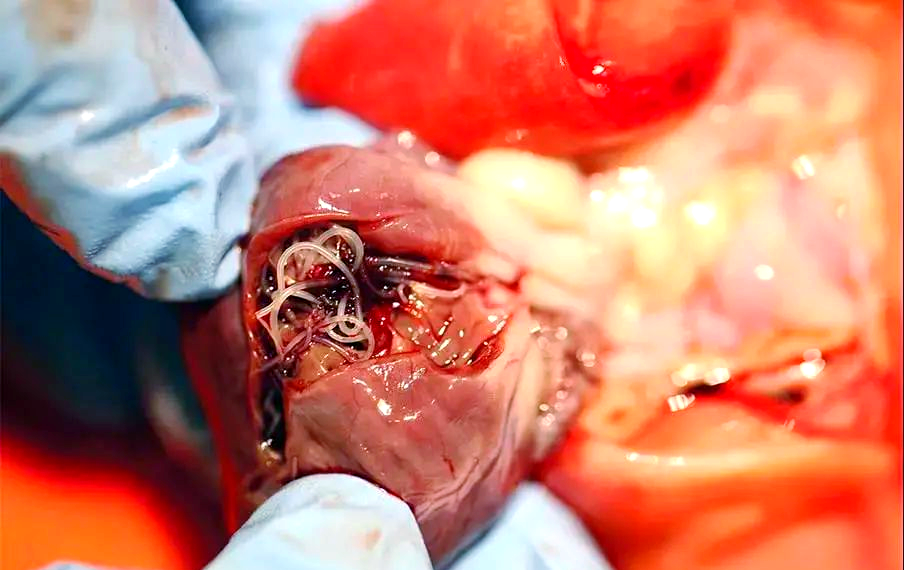 心丝虫病:宠物健康面临的隐形威胁