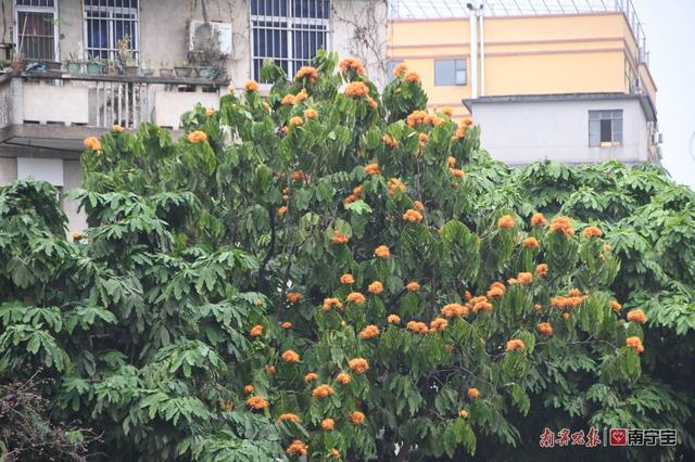 驚奇!南寧部分植物反季節開花,園林專家:與這些因素有關