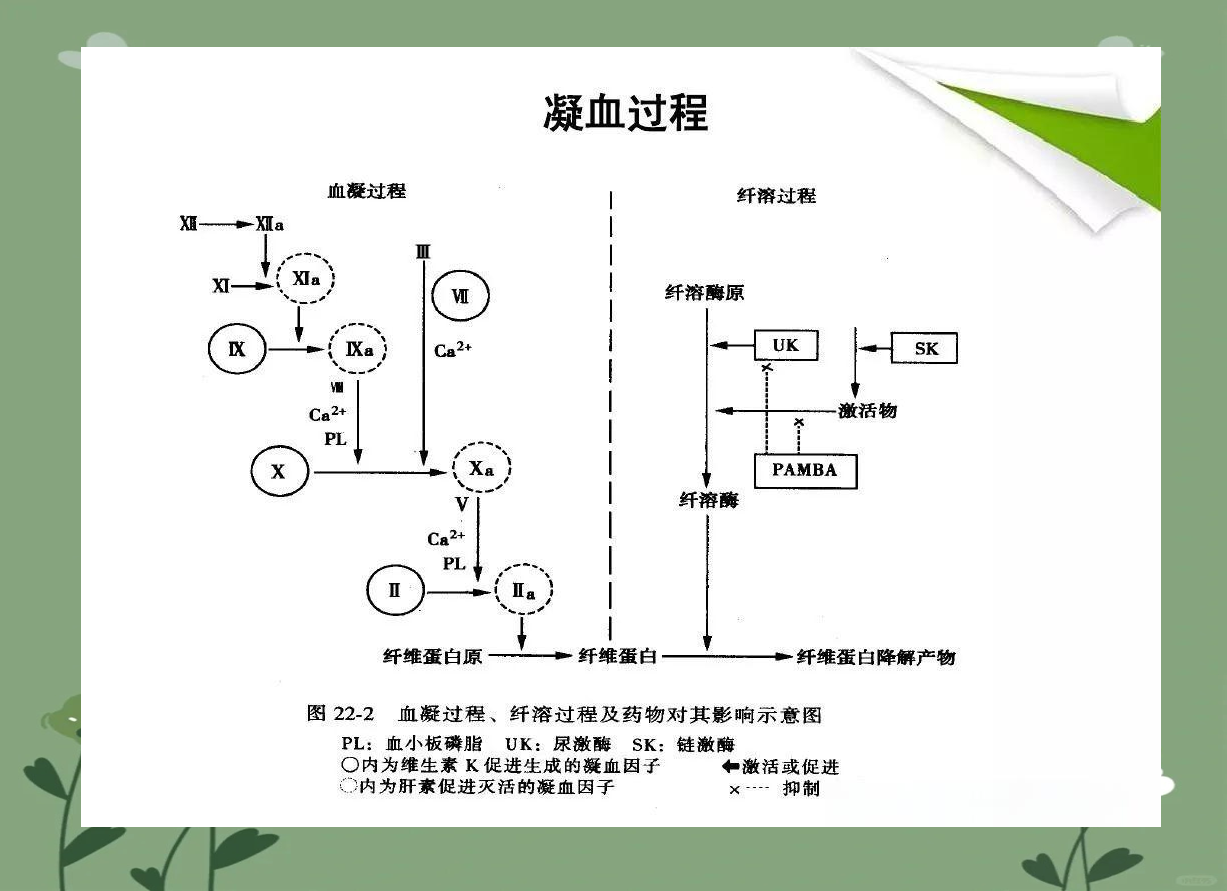 凝血,抗凝与纤溶系统的相互作用及平衡维持