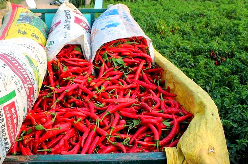 羊角红一号:优质高产的辣椒品种资源