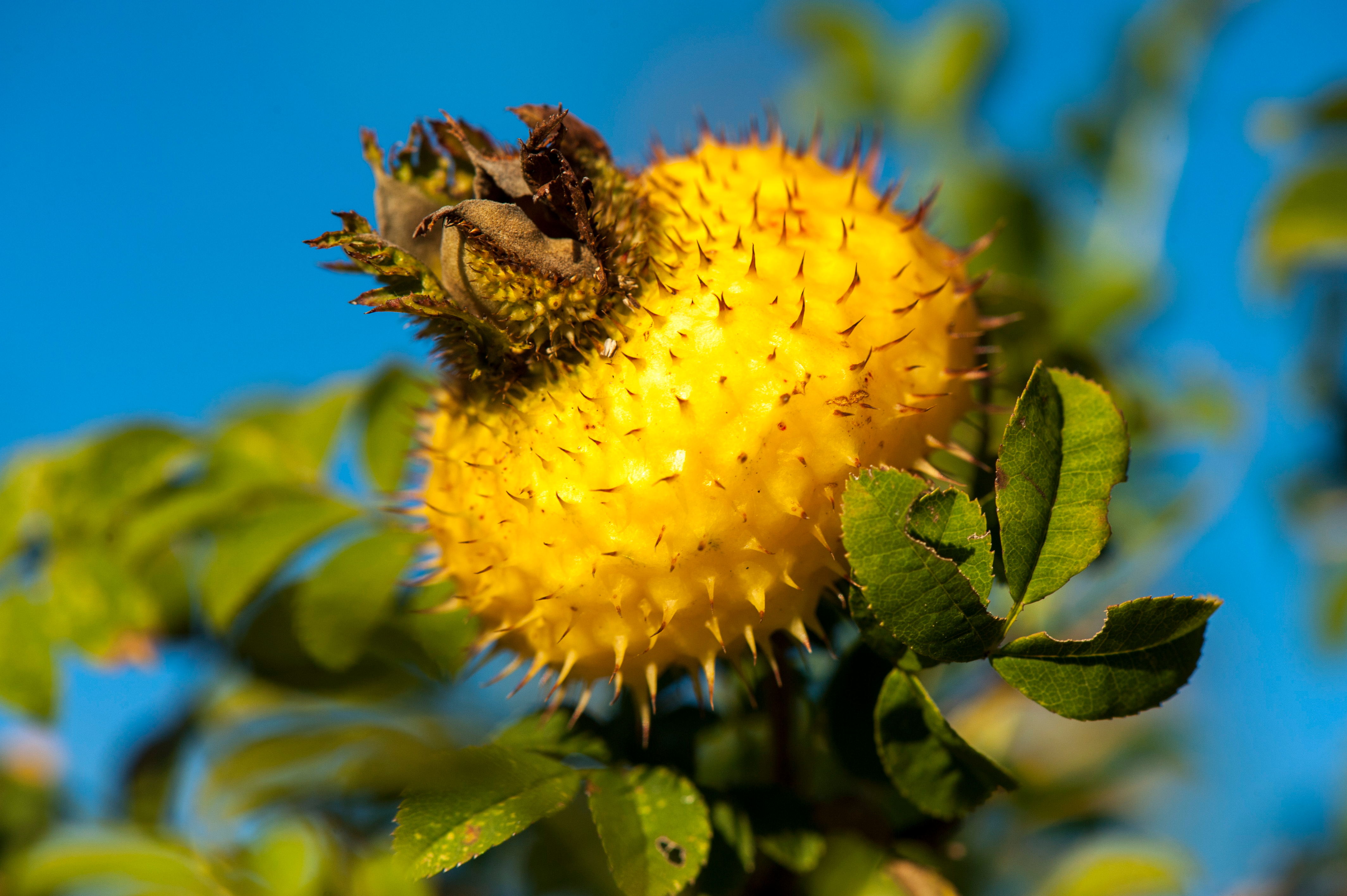 「贵阳地铁机场广告」山王果隐龙——c位出道