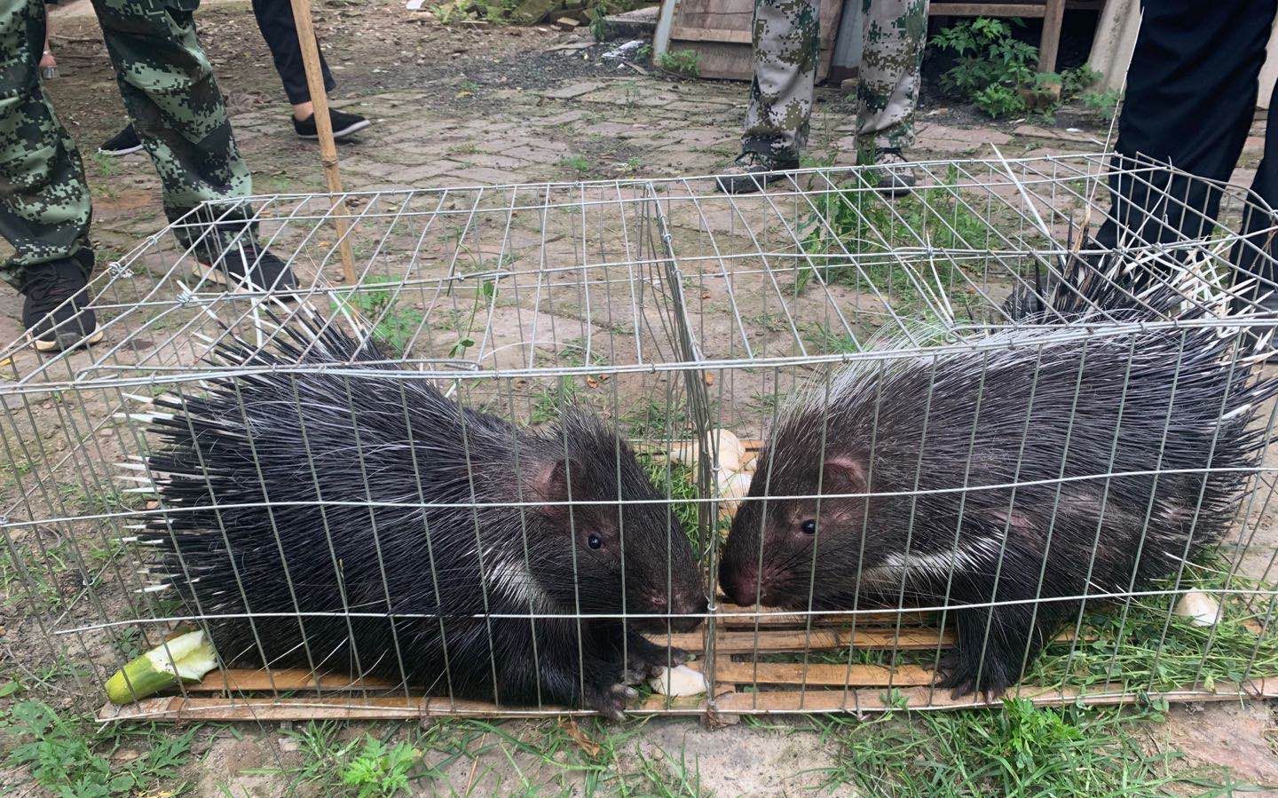 山西平陆放归400余只在养野生动物 补偿措施月底出台