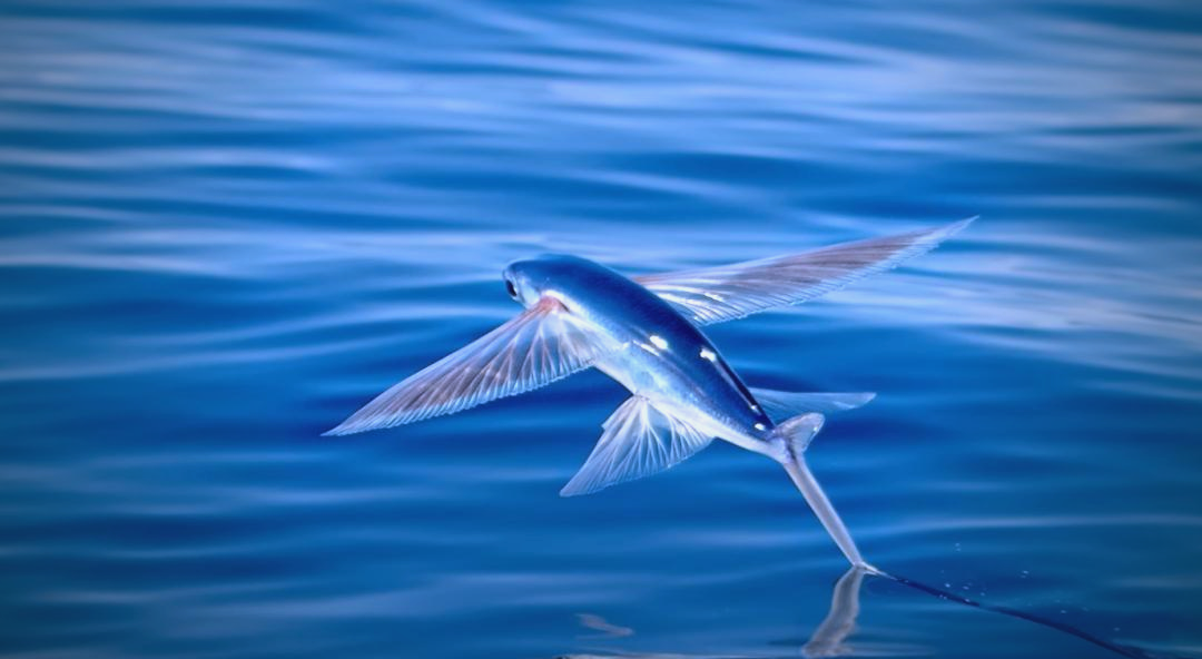 飞鱼:从古代起源到现代空中滑翔的传奇