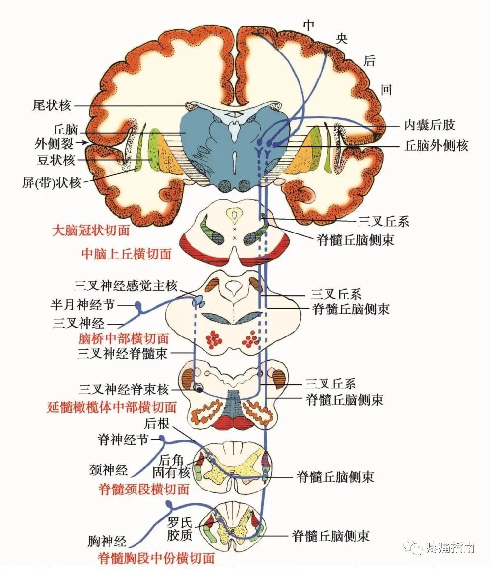 特殊感觉系统临床解剖