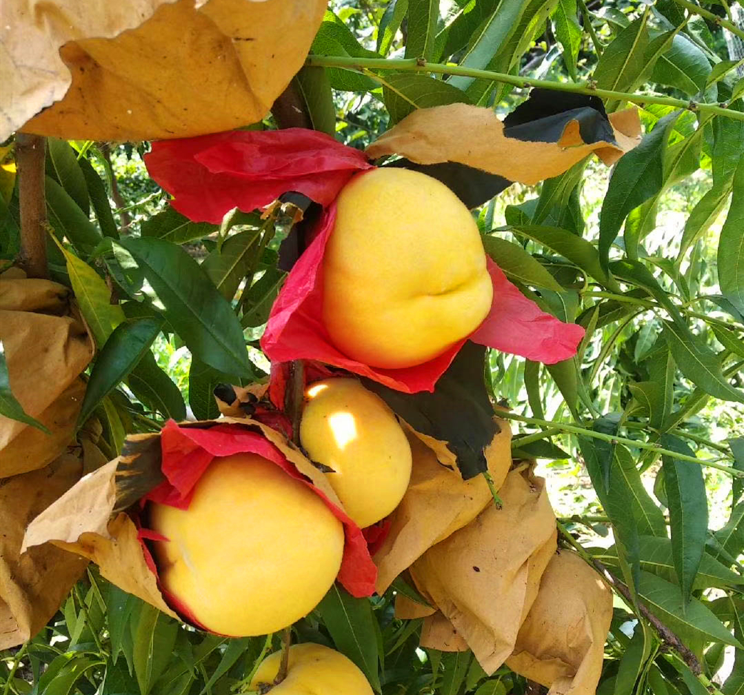 桃子果袋 - 热门商品专区