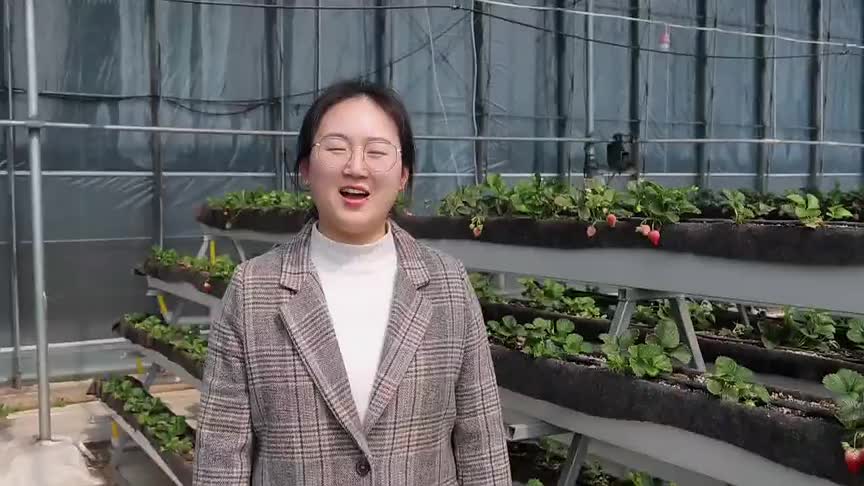 青岛胶州市铺集镇:又大又甜 草莓采摘约起来