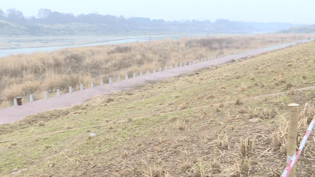 春暖花开!鲁家滩公园金马河东岸"颜值"又要提升啦
