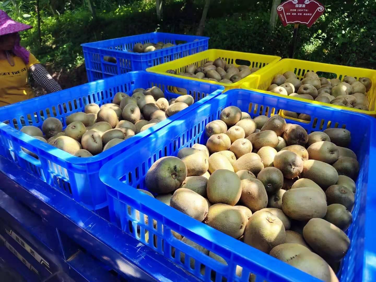 乡村周记|河源和平县5.6万亩猕猴桃迎丰收;南海开渔!