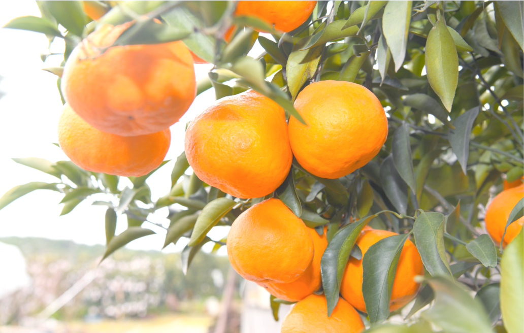 新品上市,展现"报恩"水果的魅力