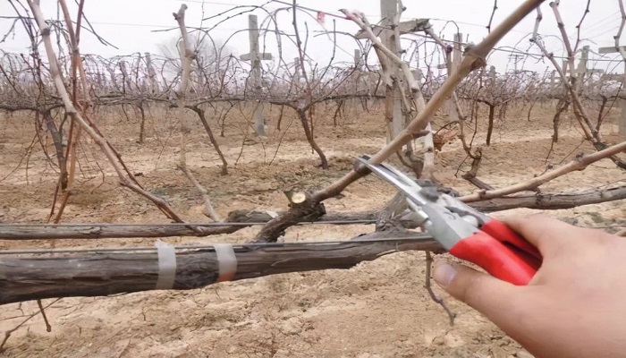 葡萄剪枝时间和方法