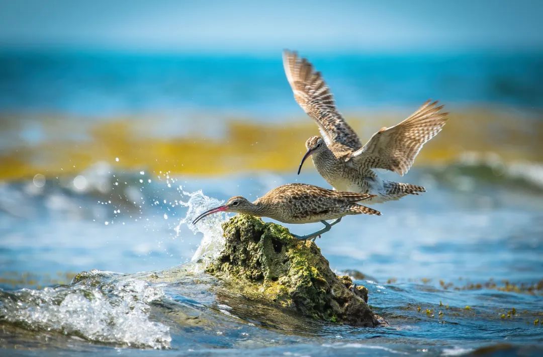 朱磊跳开人群,惯性使然地拿出望远镜望向海滩,一对丹顶鹤映入眼帘