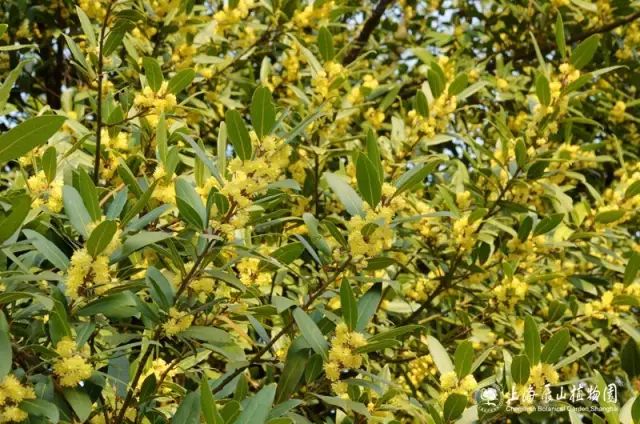 与桂花很相似,不过它们本质却有着不小的区别 桂花:木樨科植物,叶