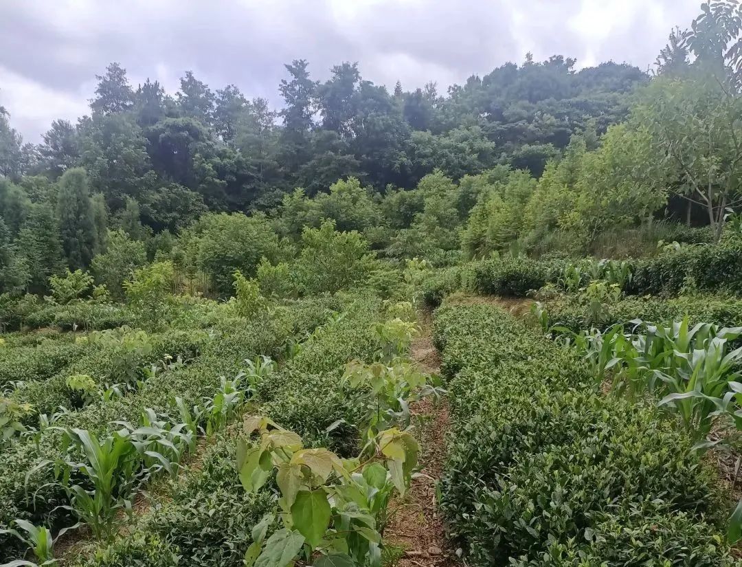 茶园套种山桐子,盘活土地致富经