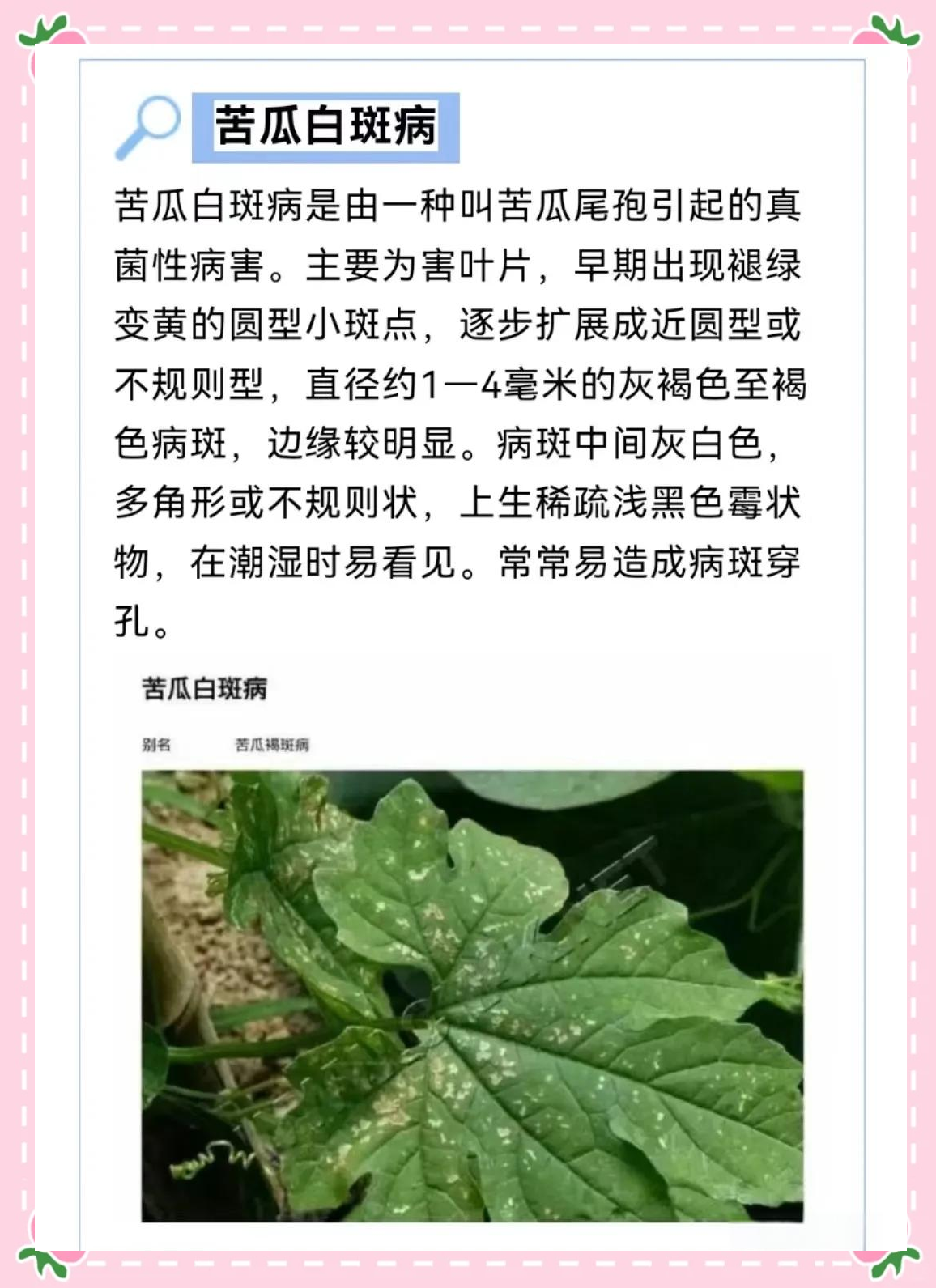 苦瓜多种病害高清图谱及介绍