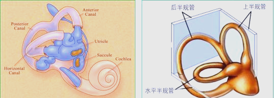 前庭神经系统的结构与功能详解