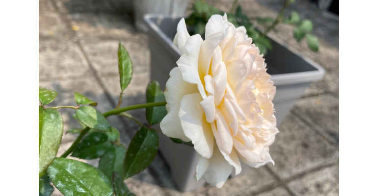 波莱罗月季的优缺特点