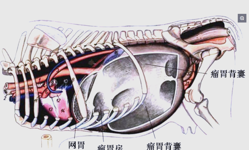 牛反刍的过程详解:从胃部结构到消化机制