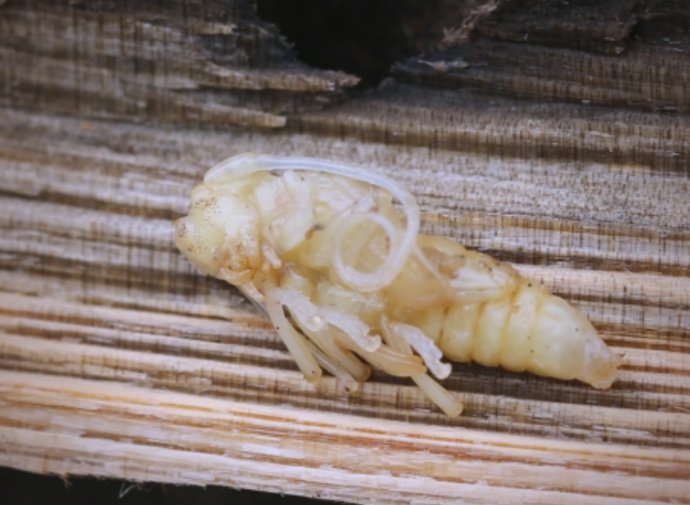 松褐天牛与松材线虫的传播与防治策略全解析