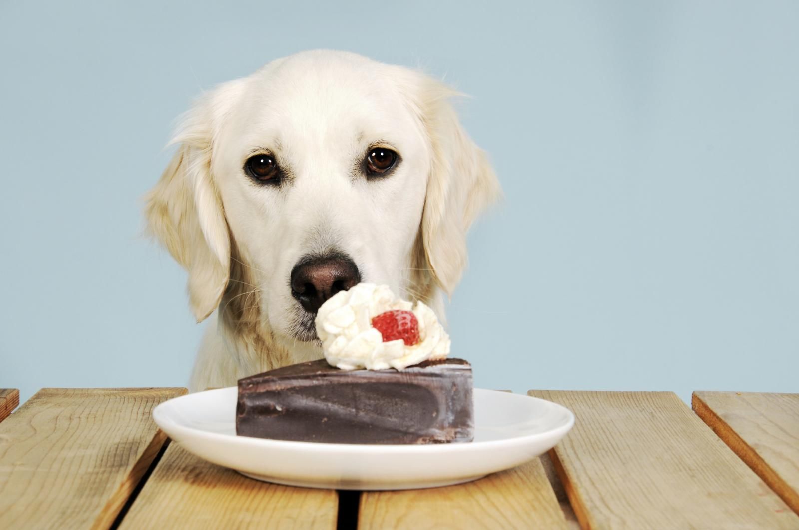 狗狗为什么不能吃巧克力?如果吃了会怎样?