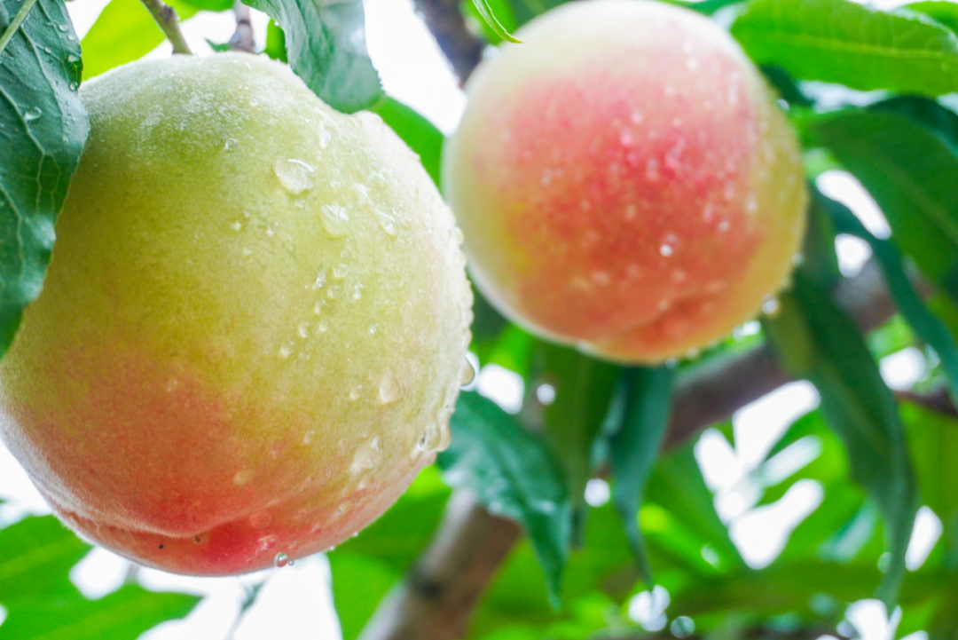 南汇水蜜桃今起大量上市!小布送100盒