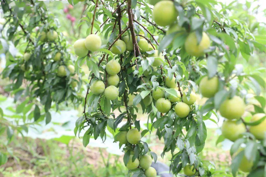 创建天府旅游名县 周末采摘好去处!四川兴文这里的李子巴适得很